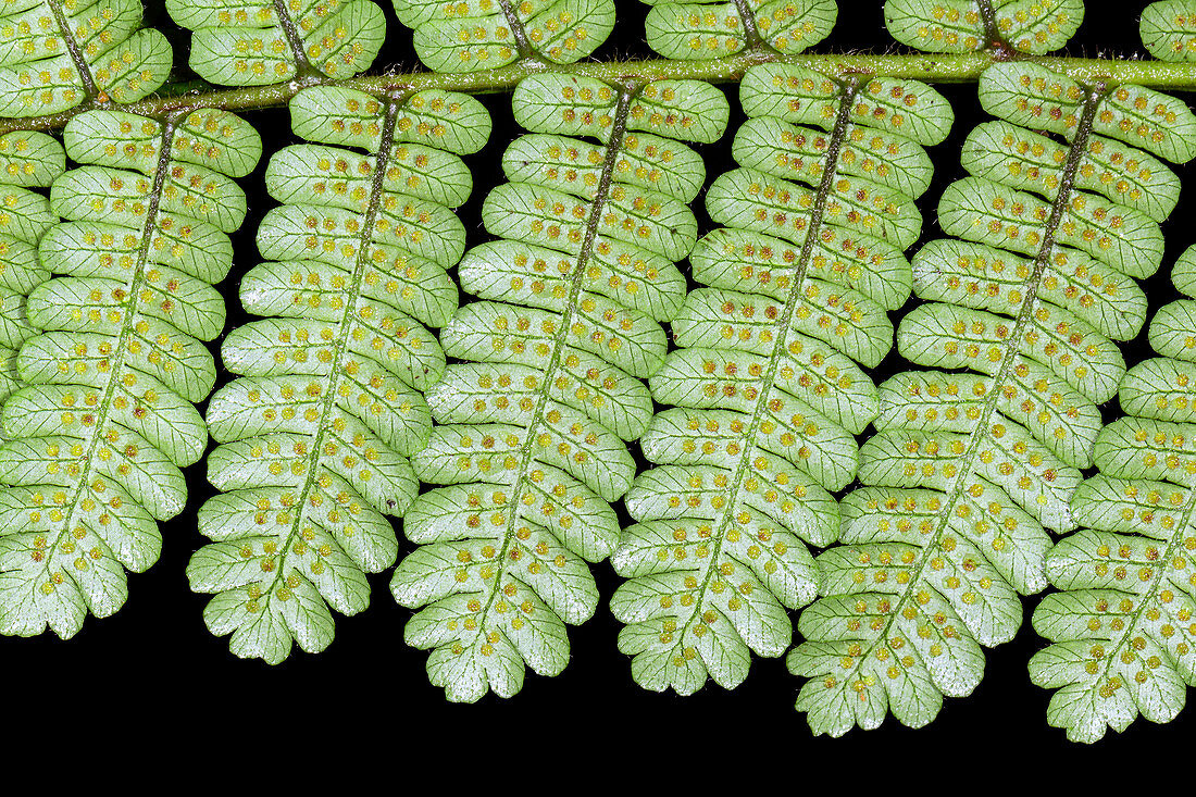 Sori on the underside of a fern leaf