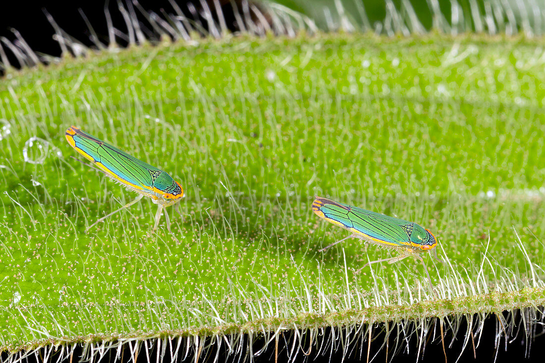 Two leafhoppers on a hairy leaf,Ecuador