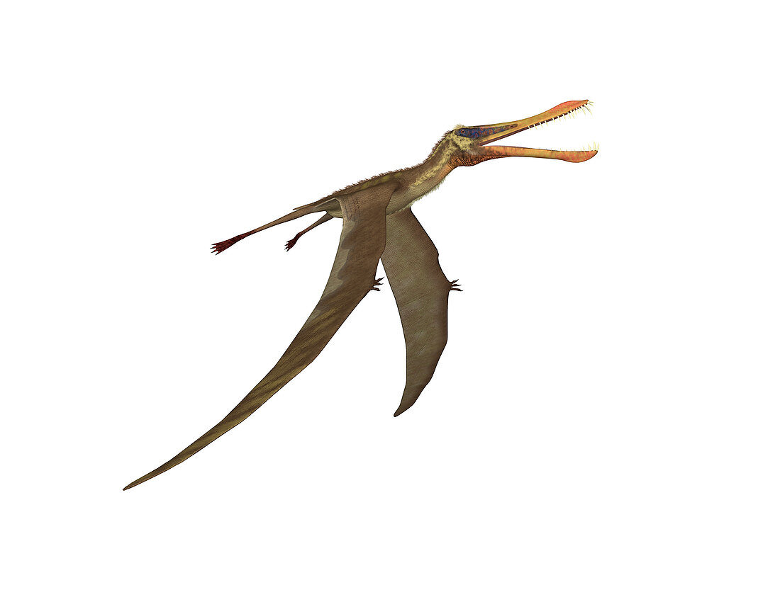 Anhanguera pterosaur,illustration