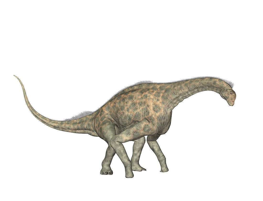 Atlasaurus dinosaur,illustration