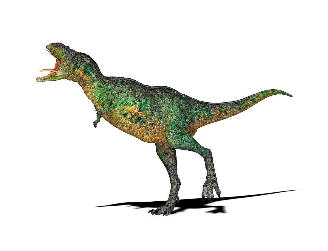 Aucasaurus dinosaur,illustration