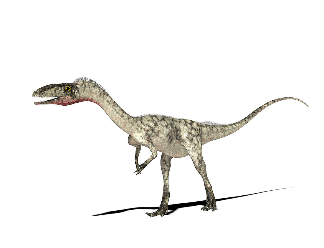 Coelophysis dinosaur,illustration