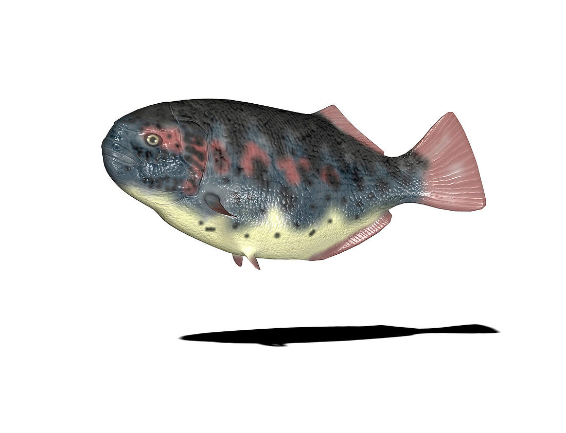 Dapedium prehistoric fish,illustration