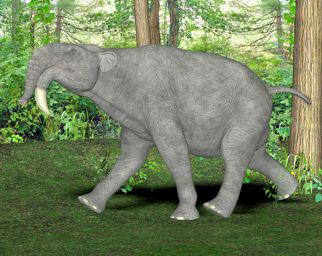Deinotherium prehistoric mammal