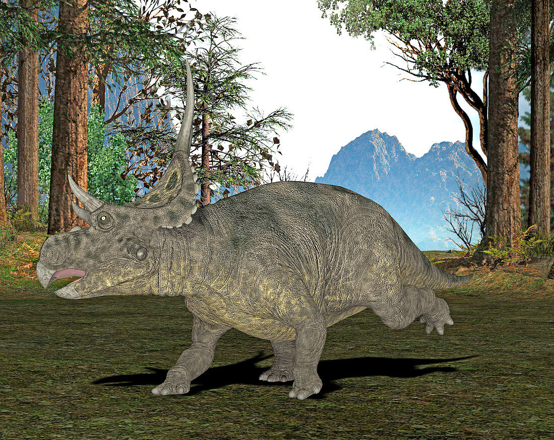 Diabloceratops dinosaur,illustration