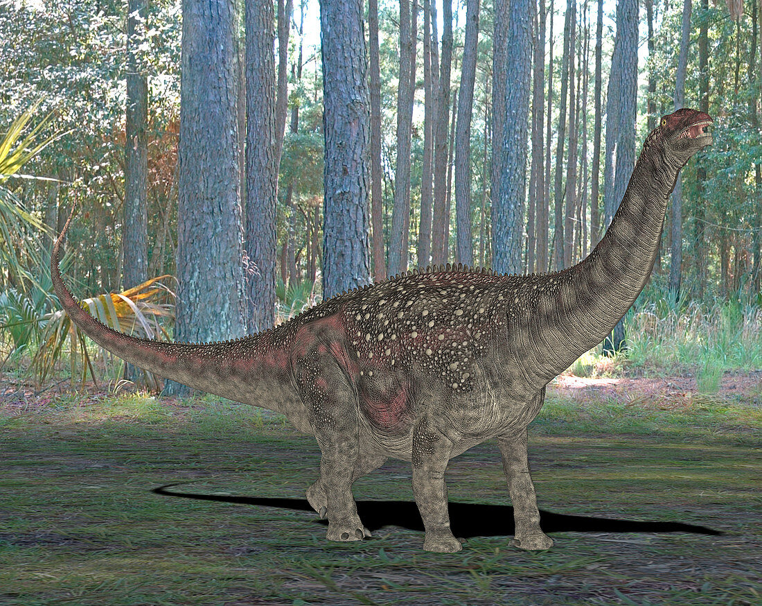 Diamantinasaurus dinosaur,illustration