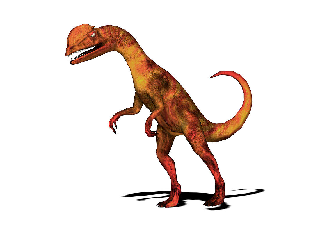 Dilophosaurus dinosaur,illustration
