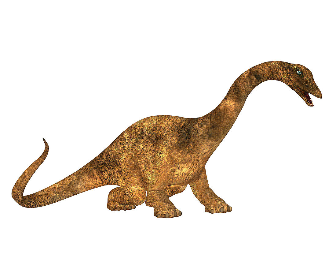 Diplodocus dinosaur,illustration