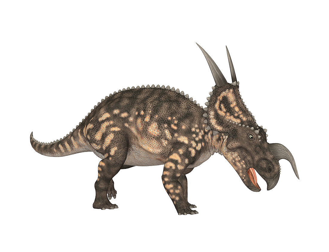 Einiosaurus dinosaur,illustration