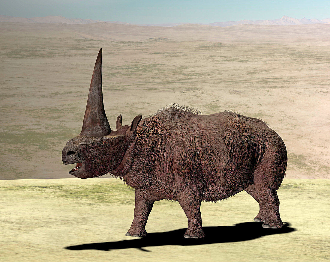 Elasmotherium,illustration