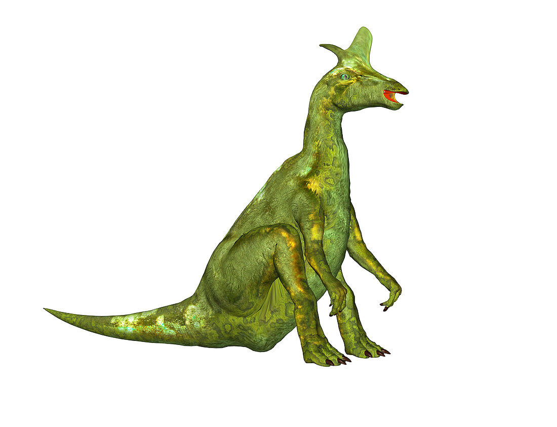 Lambeosaurus dinosaur,illustration
