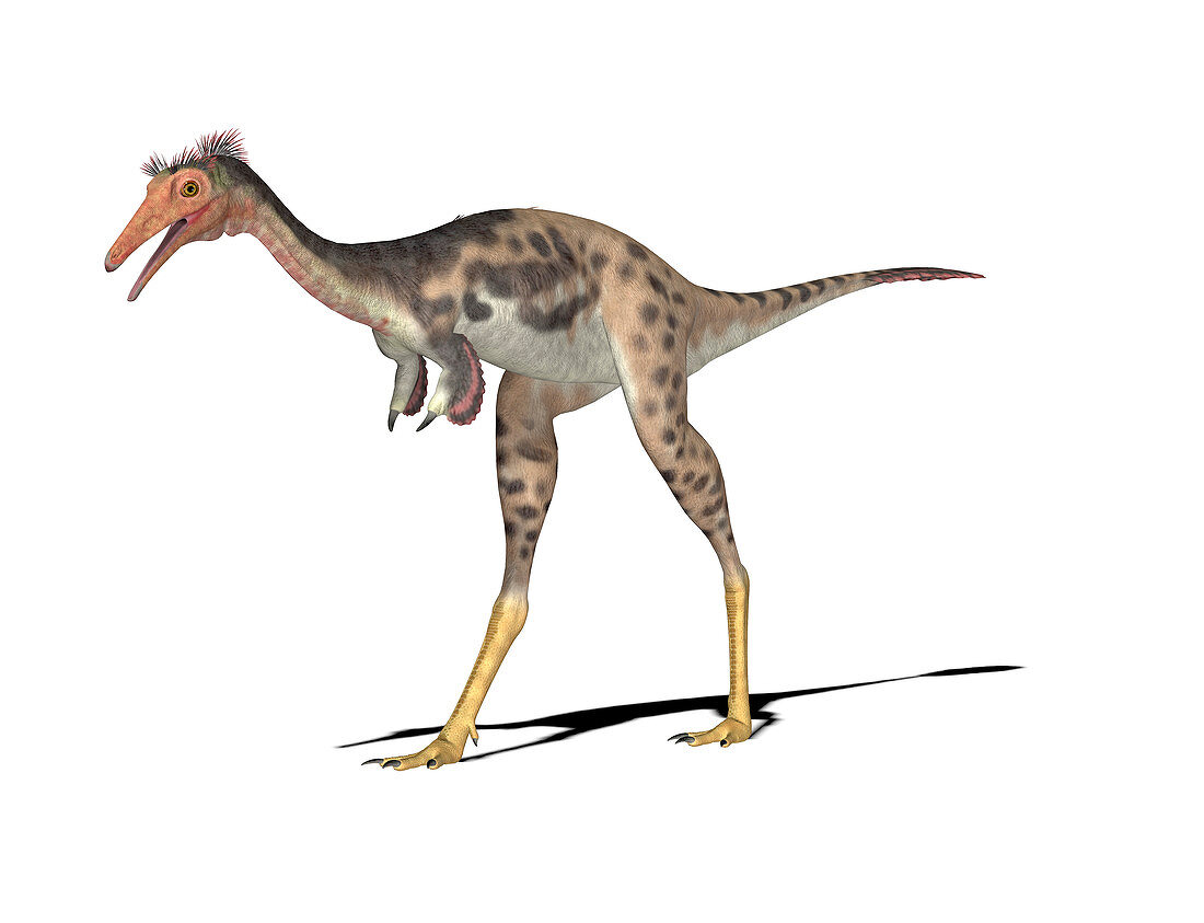 Mononykus dinosaur,illustration