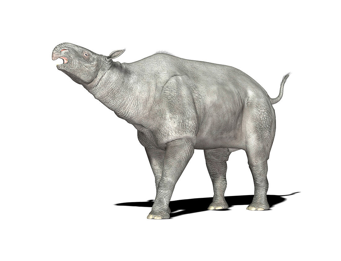 Paraceratherium prehistoric mammal