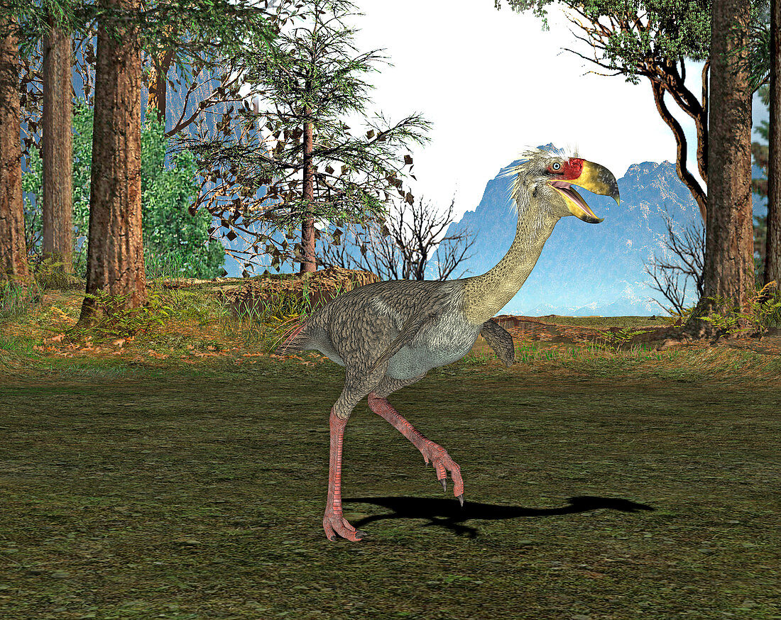 Phorusrhacos prehistoric bird