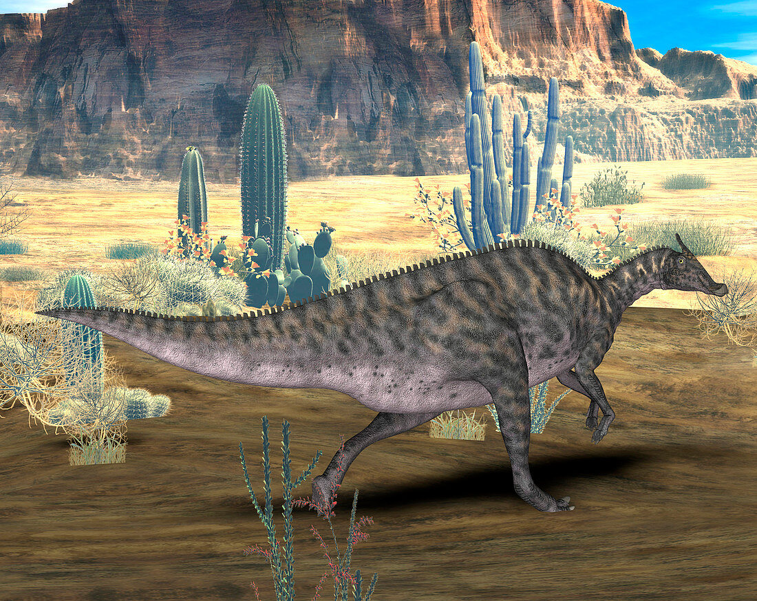 Saurolophus dinosaur,illustration