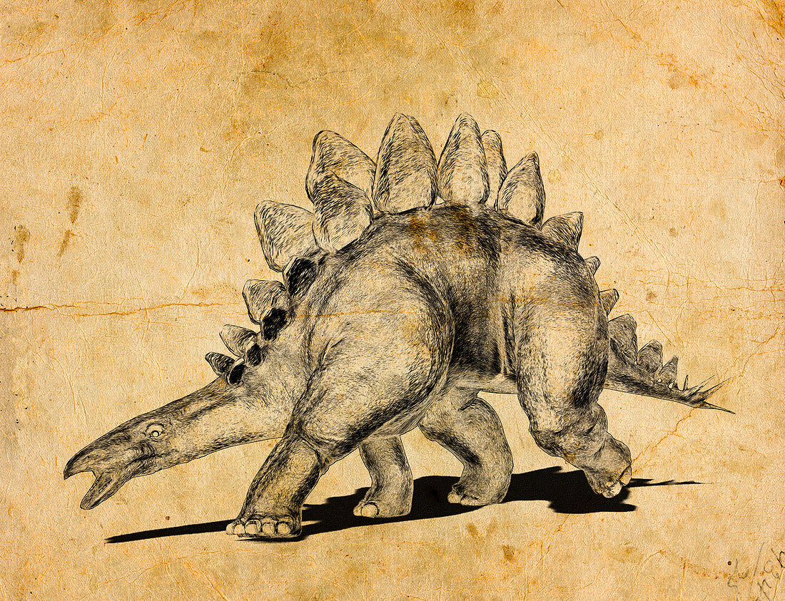 Stegosaurus dinosaur,illustration
