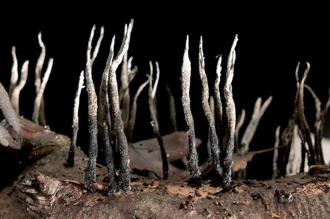 Candlesnuff fungus (Xylaria hypoxylon)