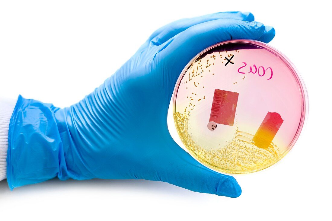 Cultured bacteria tested for MRSA