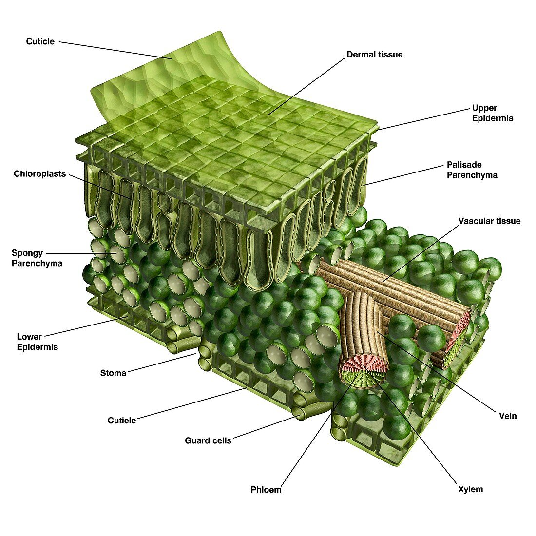 Plant leaf structure,illustration