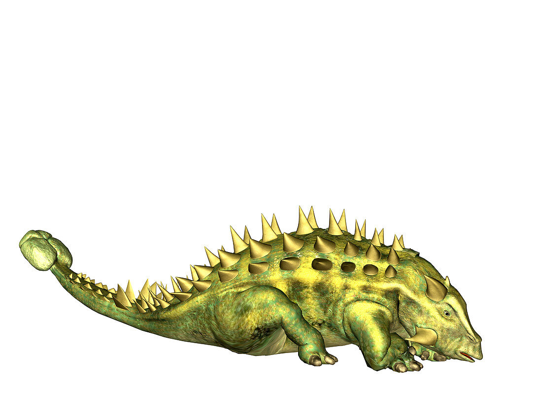 Talarurus dinosaur,illustration