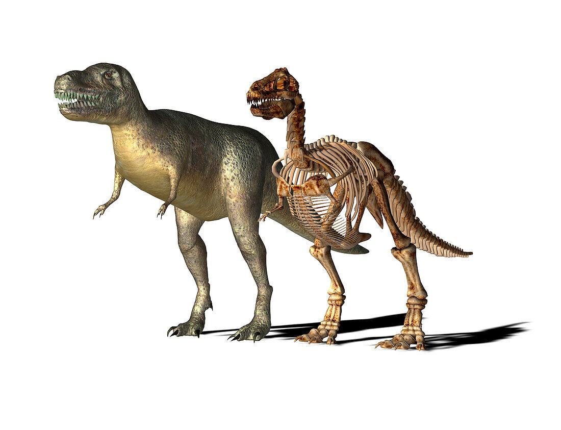 Tyrannosaurus rex,illustration