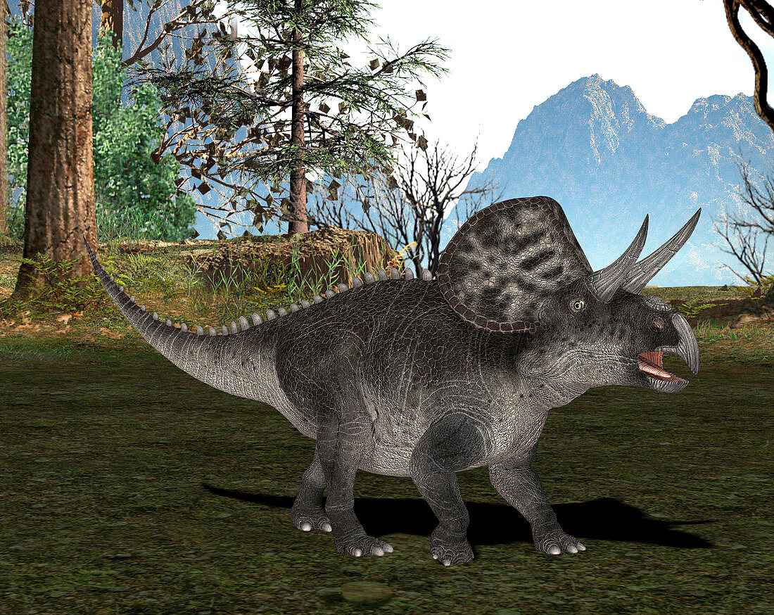 Zuniceratops dinosaur,illustration
