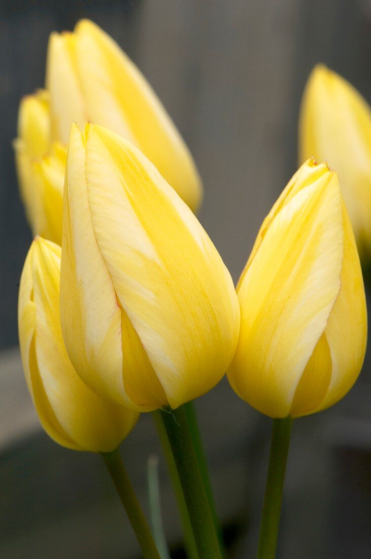Tulipa 'Antoinette' flowers