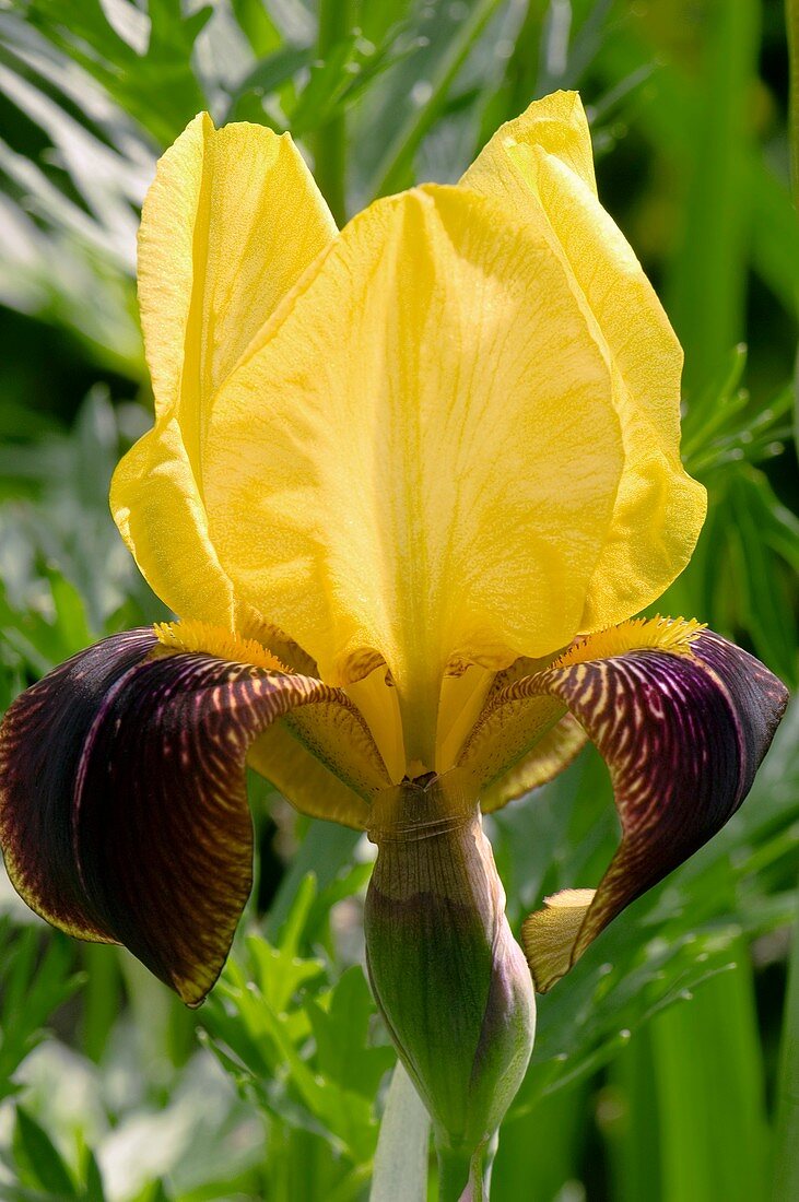 Iris germanica 'Rajah' flower