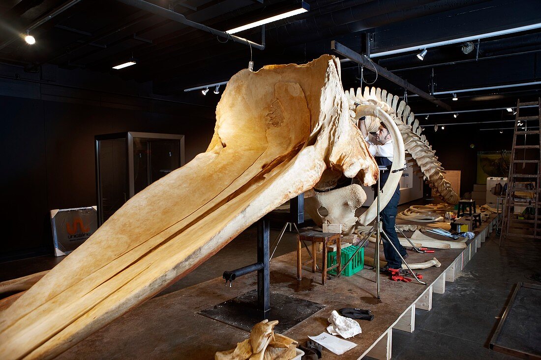 Sperm whale skeleton assembly