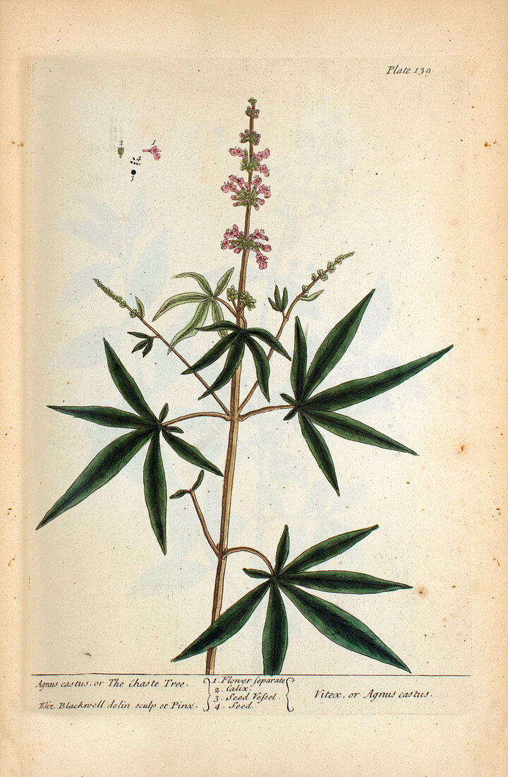 Agnus castus plant,18th century