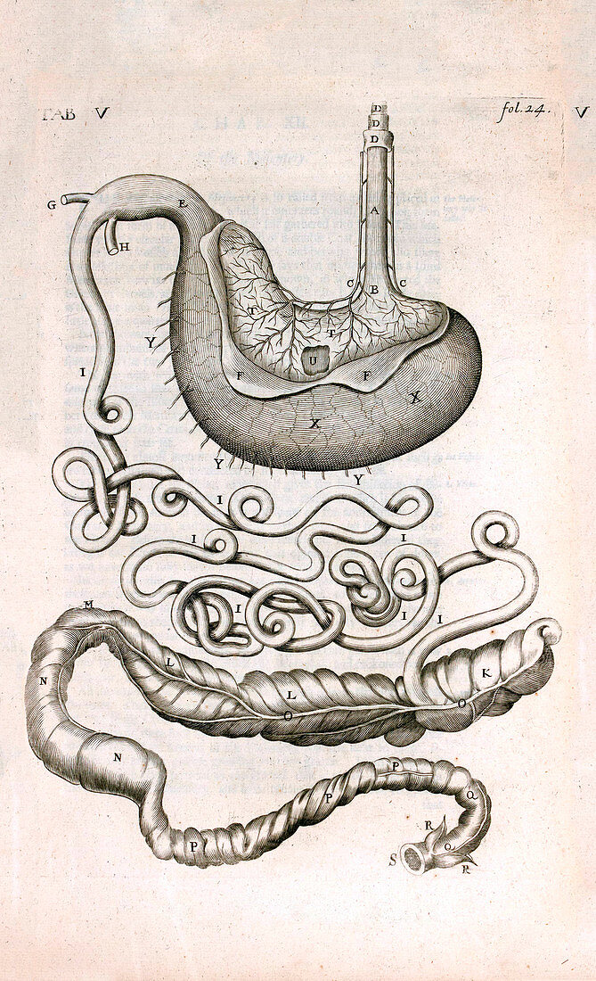 Horse organ anatomy,17th century