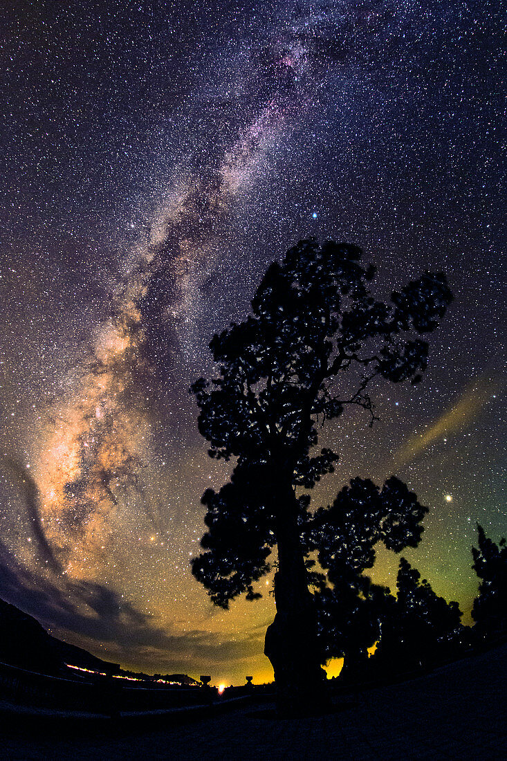 Milky Way over pine tree,La Palma