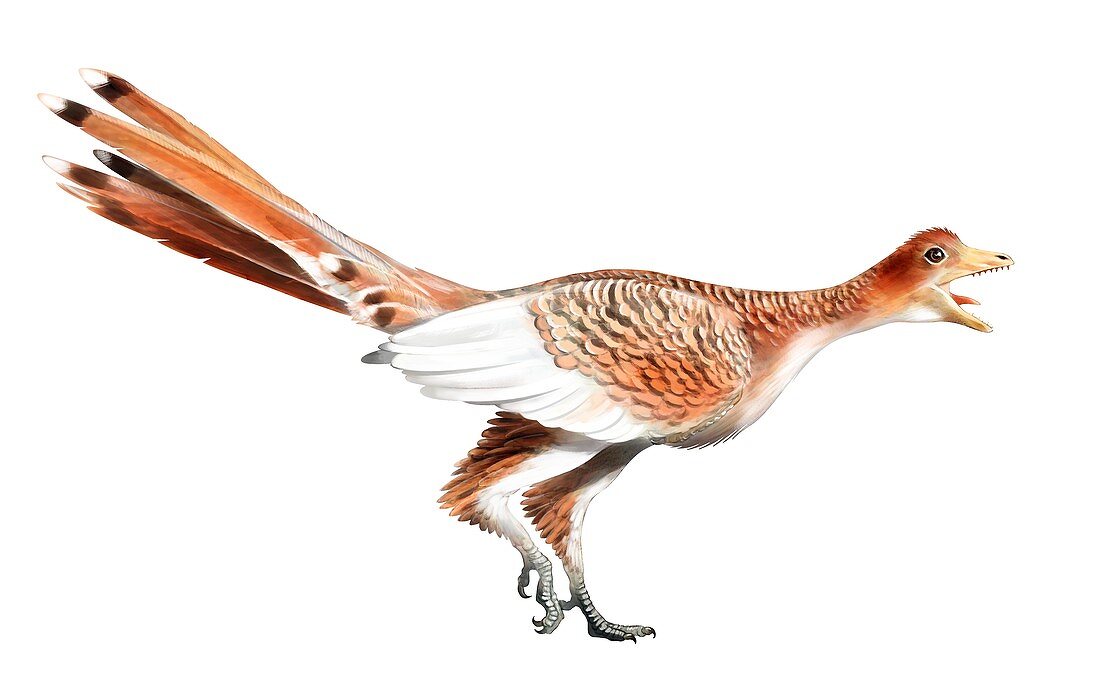Archaeopteryx,computer illustration