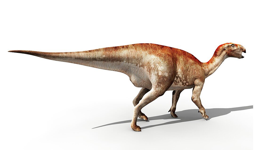 Mantellisaurus dinosaur,illustration