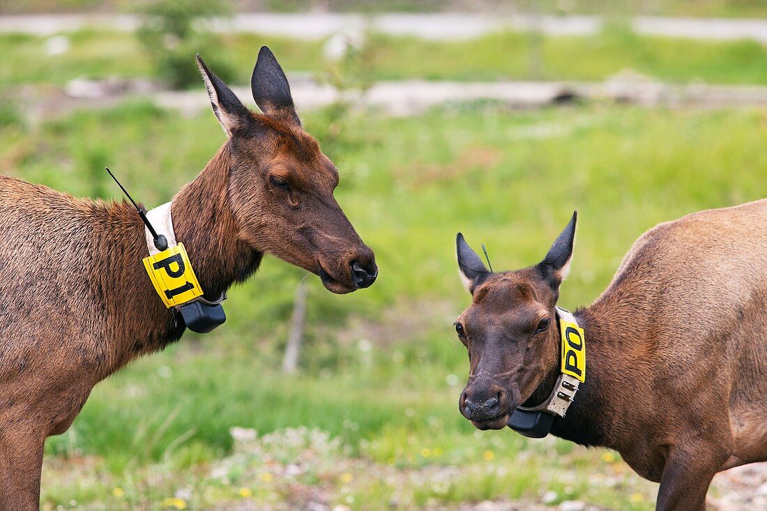 Radio-tagged elk