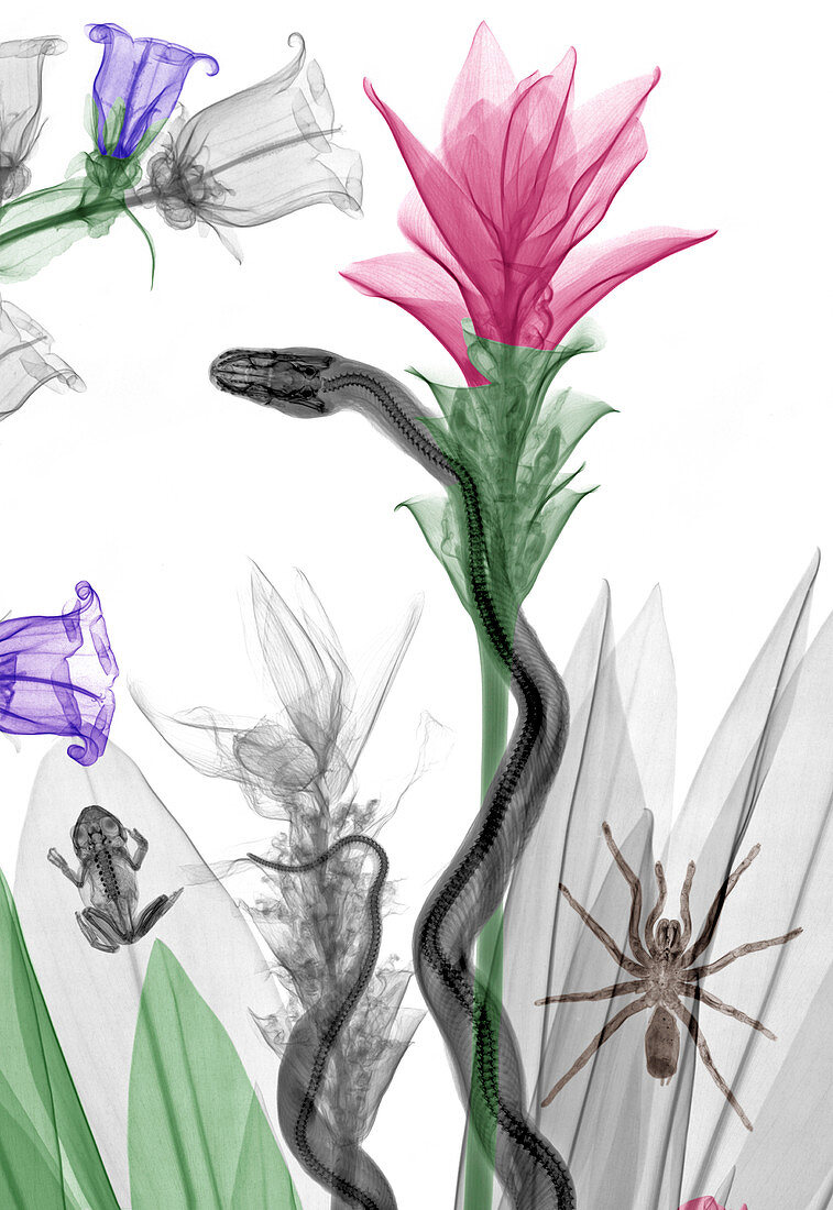 Snake and flowers,X-ray
