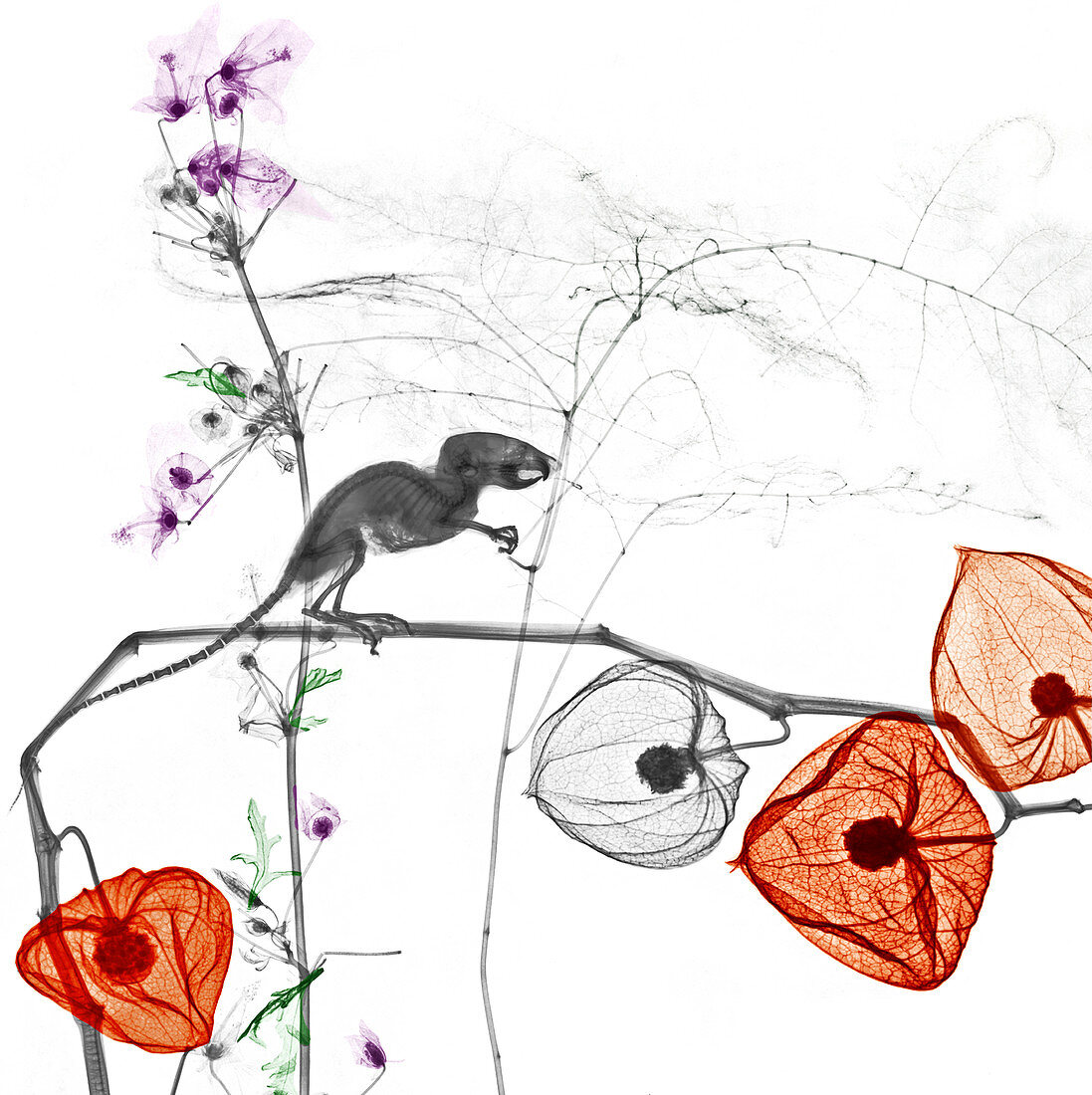Mouse and Physalis plant,X-ray