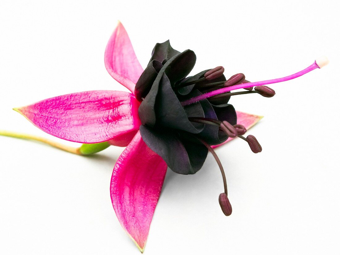 Fuchsia 'New Millennium' flower