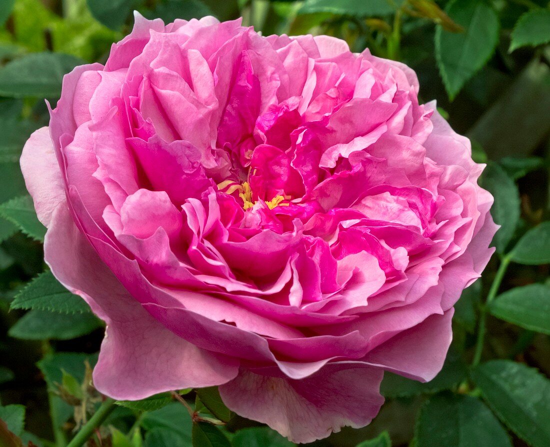 Rose (Rosa 'Cessa') flower