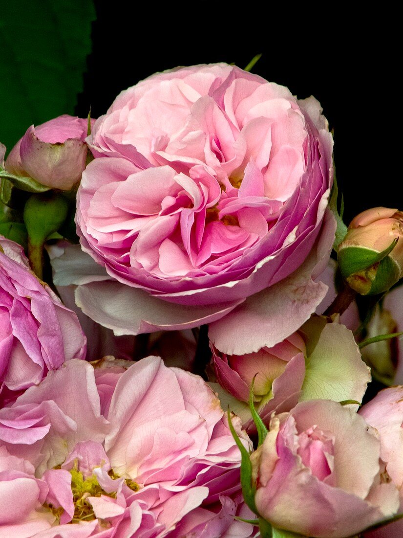 Rose (Rosa 'The Enchantress') flowers