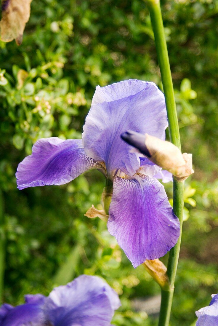 Iris 'Blue Rhythm' flower