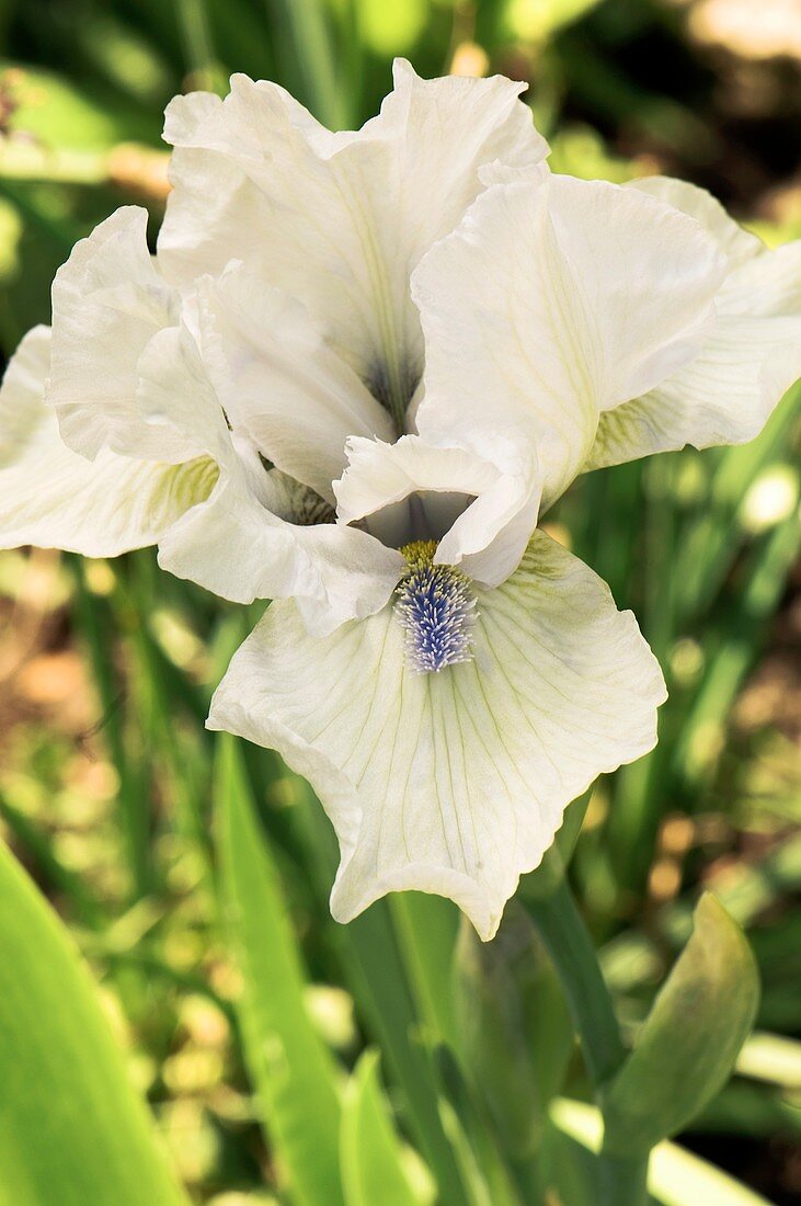 Iris germanica 'Love's Tune' flower