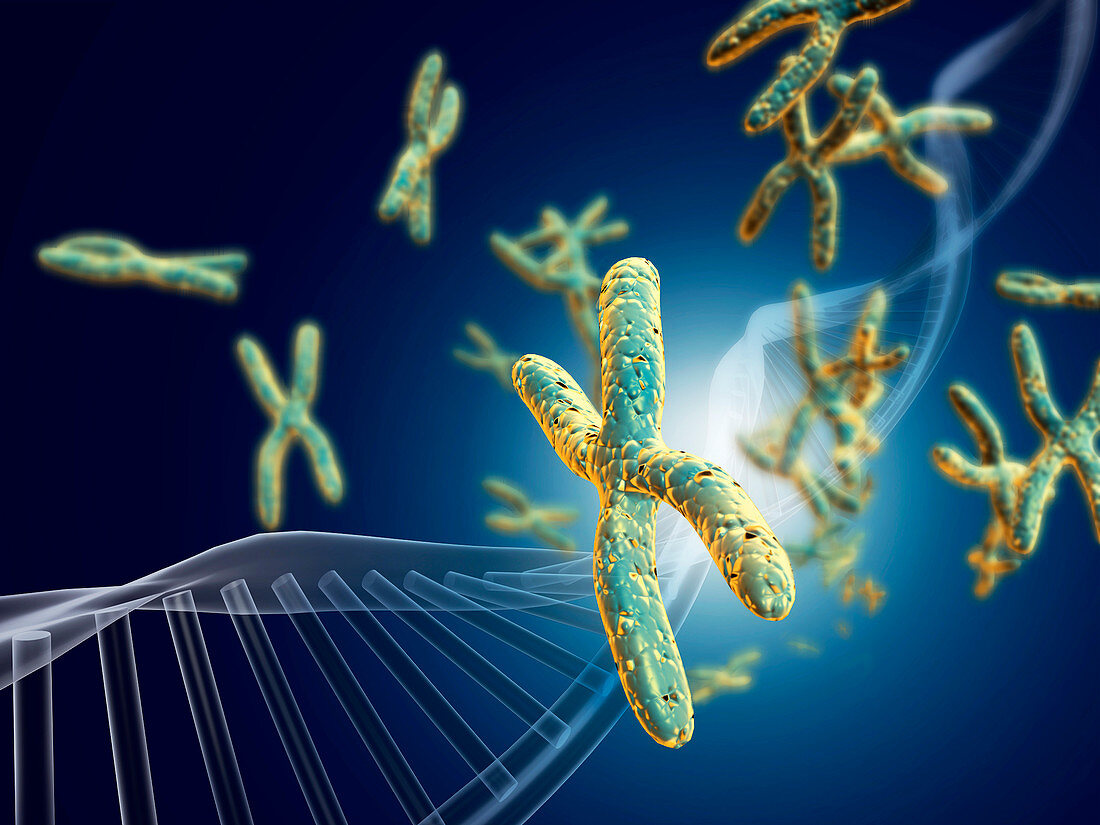 Chromosomes with DNA,illustration