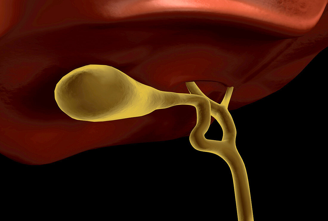 Liver and gallbladder,illustration