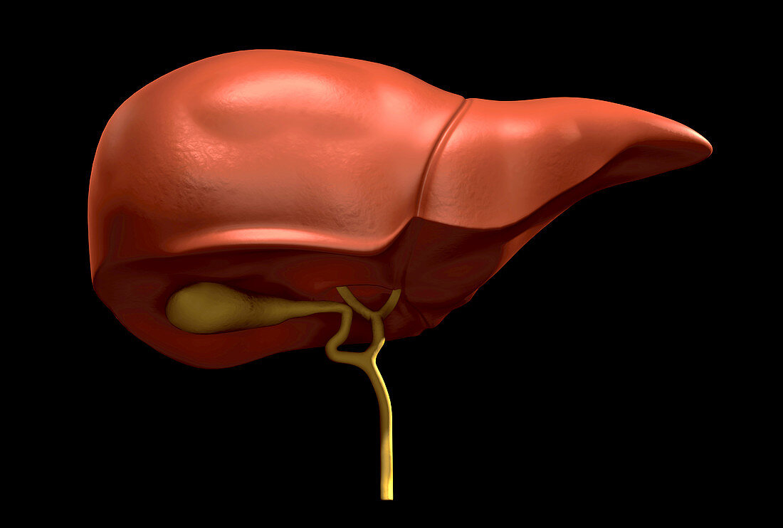 Liver and gallbladder,illustration