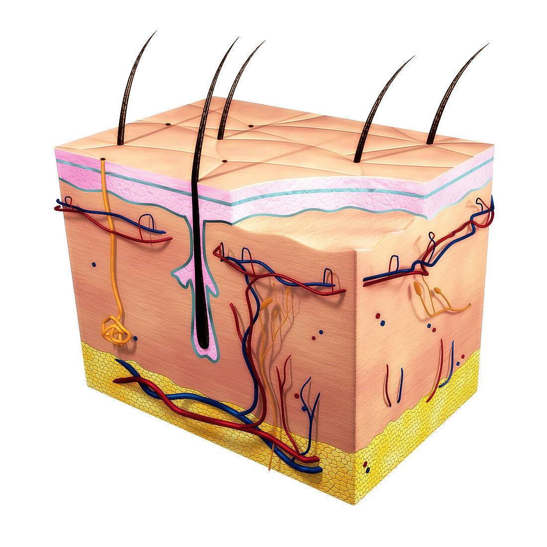 Skin section,illustration