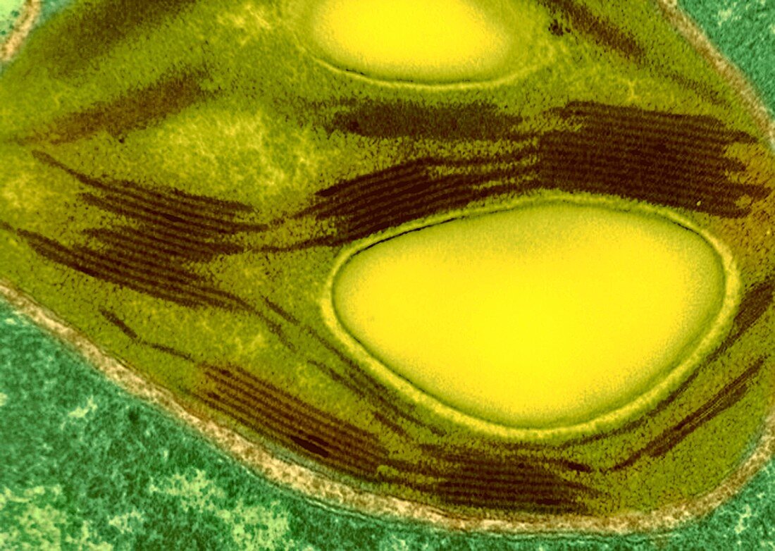 Chloroplast,TEM