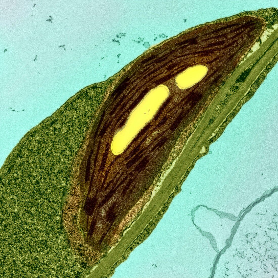 Chloroplasts,TEM