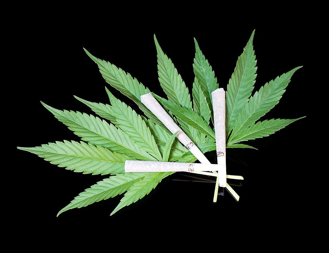 Cannabis cigarettes and leaves