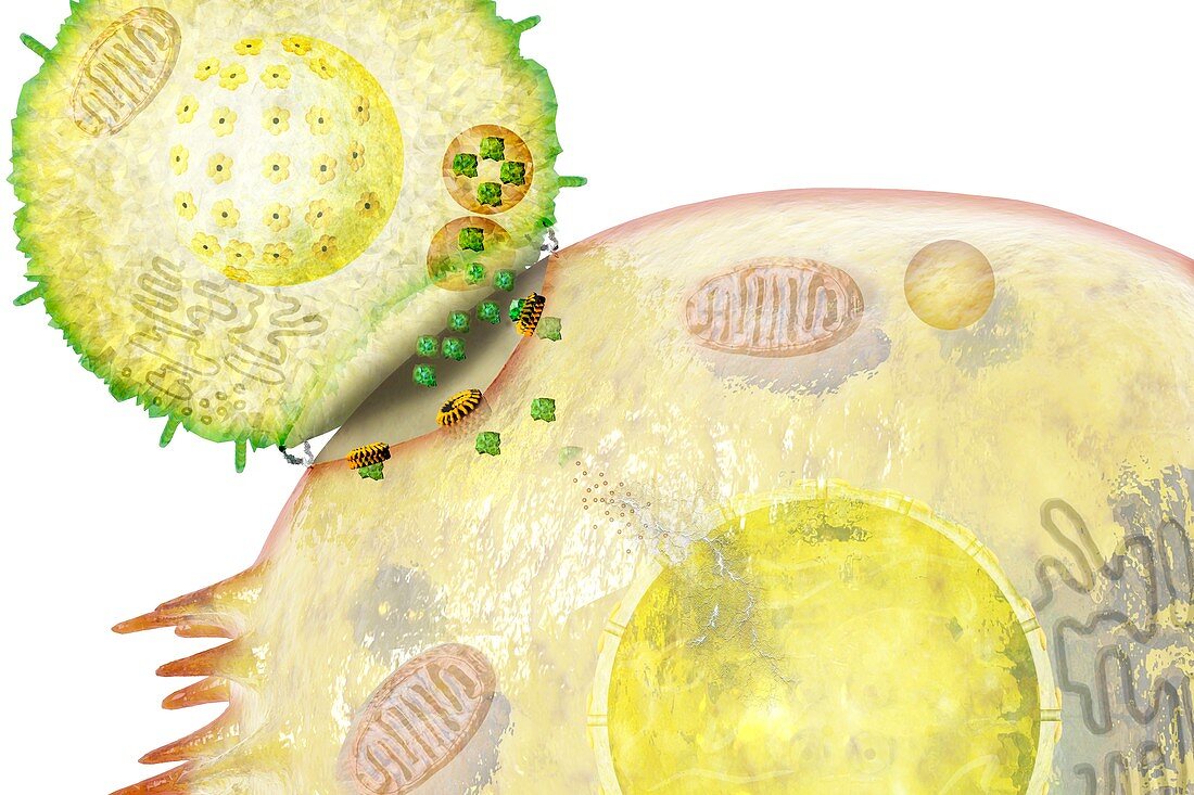 Cancer immune synapse,illustration